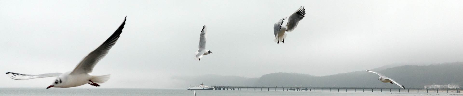 Die Möwen sehe alle aus, als ob sie Emma heißen Die Möwen sehe alle aus, als ob sie Emma heißen